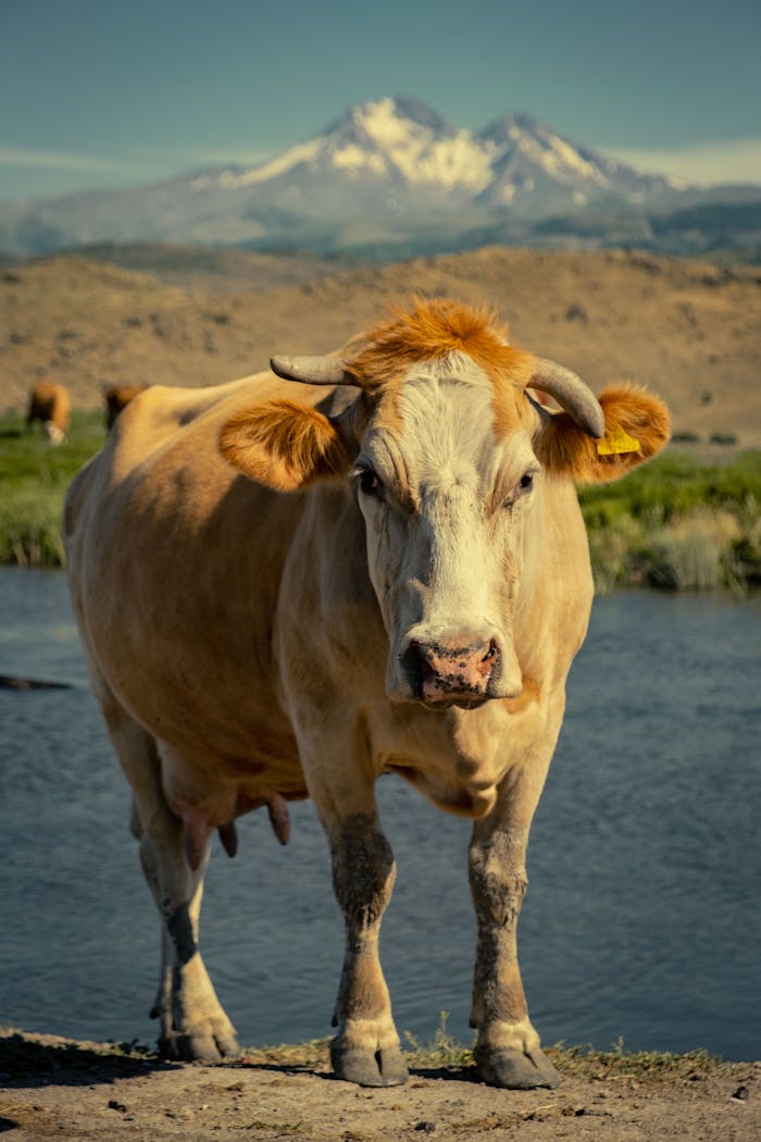 Cow in Mountains